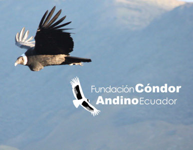 Fundación-Cóndor-Andino